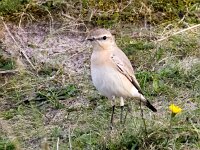Oenanthe isabellina 16, Izabeltapuit, Saxifraga-Bart Vastenhouw