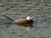 Oxyura leucocephala 3, Witkopeend, male, Saxifraga-Jan van der Straaten