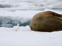 Pagophila eburnea 2, Ivoormeeuw, Saxifraga-Bart Vastenhouw