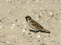 Passer montanus 13, Ringmus, Saxifraga-Jan van der Straaten