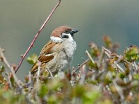 Passer montanus 18, Ringmus, Saxifraga-Ab H Baas