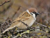 Ringmus #46809 : Ringmus, Passer montanus, Tree Sparrow