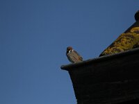 Passer montanus 27, Ringmus, Saxifraga-Dirk Hilbers