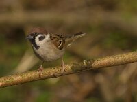 Passer montanus 63, Ringmus, Saxifraga-Jan Nijendijk