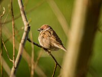 Passer montanus 71, Ringmus, adult, male, Saxifraga-Theo Verstrael