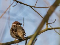 Passer montanus 72, Ringmus, adult, male, Saxifraga-Theo Verstrael