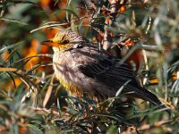 Pastor roseus 5, Roze spreeuw, Saxifraga-Bart Vastenhouw