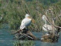 Pelecanus crispus 12, Kroeskoppelikaan, Saxifraga-Joerg Mager