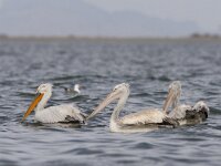 Pelecanus crispus 14, Kroeskoppelikaan, Saxifraga-Mark Zekhuis