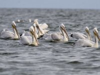 Pelecanus crispus 20, Kroeskoppelikaan, Saxifraga-Mark Zekhuis