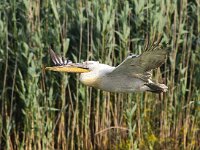 Pelecanus crispus 22, Kroeskoppelikaan, Saxifraga-Bart Vastenhouw