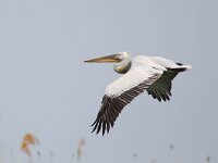 Pelecanus crispus 23, Kroeskoppelikaan, Saxifraga-Bart Vastenhouw
