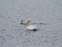 Pelecanus crispus 27, Kroeskoppelikaan, Saxifraga-Dirk Hilbers