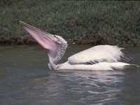 Pelecanus crispus 3, Kroeskoppelikaan, Saxifraga-Piet Munsterman