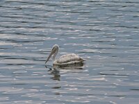 Pelecanus crispus 33, Kroeskoppelikaan, Saxifraga-Dirk Hilbers
