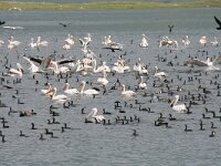 Pelecanus crispus 36, Kroeskoppelikaan, Saxifraga-Dirk Hilbers