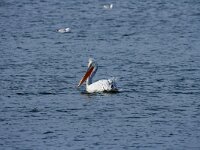 Pelecanus crispus 40, Kroeskoppelikaan, Saxifraga-Dirk Hilbers