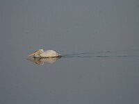 Pelecanus crispus 7, Kroeskoppelikaan, Saxifraga-Dirk Hilbers