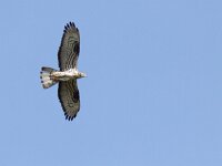 Pernis apivorus 10, Wespendief, Saxifraga-Mark Zekhuis