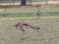 Pernis apivorus 24, male, Wespendief, Saxifraga-Mark Zekhuis