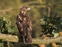 Pernis apivorus 3, Wespendief, Saxifraga-Martin Mollet