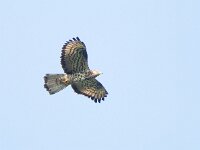 Pernis apivorus 35, Wespendief, female, Saxifraga-Mark Zekhuis