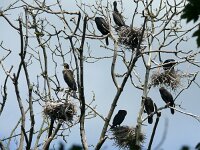 Phalacrocorax carbo 111, Aalscholver, Saxifraga-Hans Grotenhuis