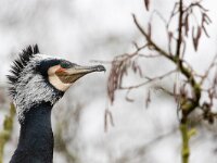 Phalacrocorax carbo 113, Aalscholver, Saxiraga-Luc Hogenstein