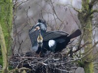 Phalacrocorax carbo 115, Aalscholver, Saxiraga-Luc Hogenstein