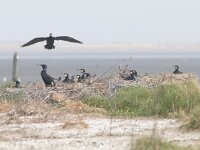 Phalacrocorax carbo 119, Aalscholver, Saxifraga-Mark Zekhuis