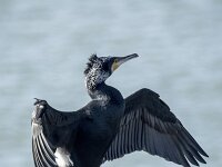 Phalacrocorax carbo 122, Aalscholver, adult, Saxifraga-Theo Verstrael
