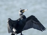 Phalacrocorax carbo 123, Aalscholver, adult, Saxifraga-Theo Verstrael