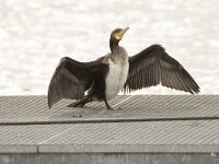 Phalacrocorax carbo 131, Aalscholver, juveniel, Saxifraga-Theo Verstrael