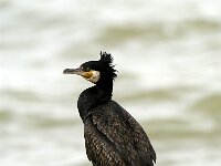 Phalacrocorax carbo 15, Aalscholver, summer plumage, Saxifraga-Piet Munsterman