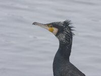 Aalscholver  Aalscholver in Arkemheen : Phalacrocorax carbo
