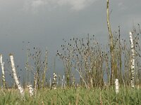 Phalacrocorax carbo 26, Aalscholver, Saxifraga-Hans Boll