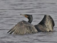 Aalscholver #46655 : Phalacrocorax carbo, Great Cormorant, Aalscholver