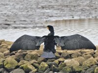 Phalacrocorax carbo 29, Aalscholver, Saxifraga-Ab H Baas