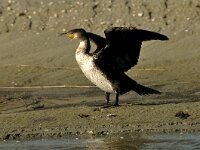 Phalacrocorax carbo 31, Aalscholver, juvenile, Saxifraga-Piet Munsterman