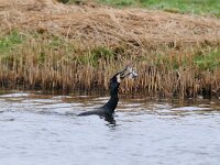 Phalacrocorax carbo 32, Aalscholver, Saxifraga-Piet Munsterman