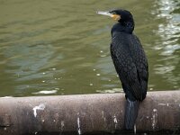 Phalacrocorax carbo 36, Aalscholver, Saxifraga-Harry van Oosterhout