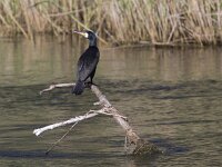 Phalacrocorax carbo 40, Aalscholver, Saxifraga-Mark Zekhuis
