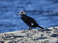 Phalacrocorax carbo 52, Aalscholver, Saxifraga-Peter Meininger