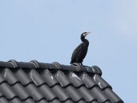 Phalacrocorax carbo 85, Aalscholver, Saxifraga-Willem van Kruijsbergen