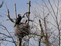 Phalacrocorax carbo 9, Aalscholver, Saxifraga-Mark Zekhuis
