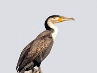 Phalacrocorax lucidus 3, Witborstaalscholver, Saxifraga-Bart Vastenhouw