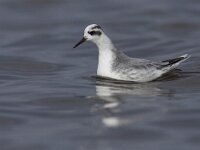Phalaropus fulicarius 11, Rosse franjepoot, Saxifraga-Mark Zekhuis