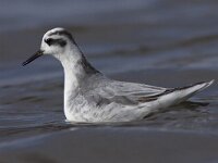 Phalaropus fulicarius 12, Rosse franjepoot, Saxifraga-Mark Zekhuis
