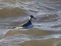 Phalaropus fulicarius 15, Rosse franjepoot, Saxifraga-Bart Vastenhouw