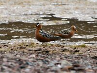 Phalaropus fulicarius 16, Rosse franjepoot, Saxifraga-Bart Vastenhouw